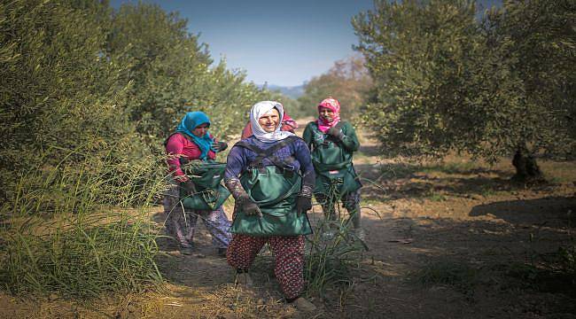 Akhisar’da “Kaliteli” Hasat Zeytin Bereketiyle Geldi