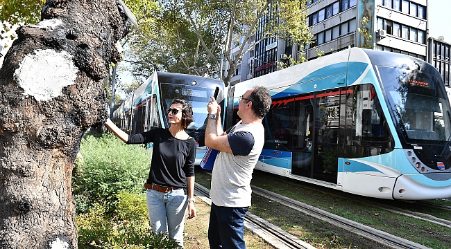 Anıt ağaçlara gençlik aşısı