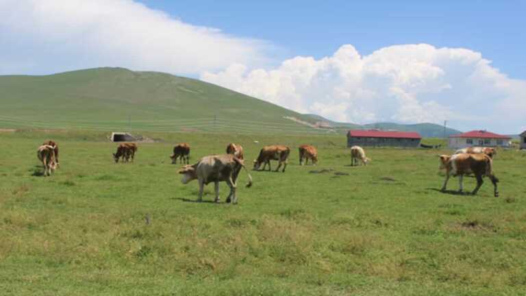 Ardahan’da Şap Hastalığı ve Yeni Tip SAT-2 Virüsü Nedeniyle Köyler ve Mahalleler Karantinaya Alındı
