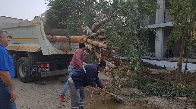 Asırlık ağaçlar için seferberlik