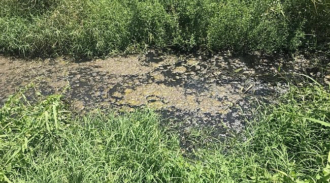 Aydın’da çevre katliamı!