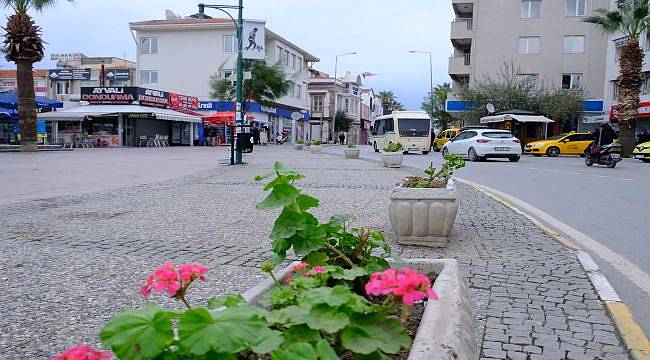 Ayvalık’ta sardunyalar kenti süslüyor
