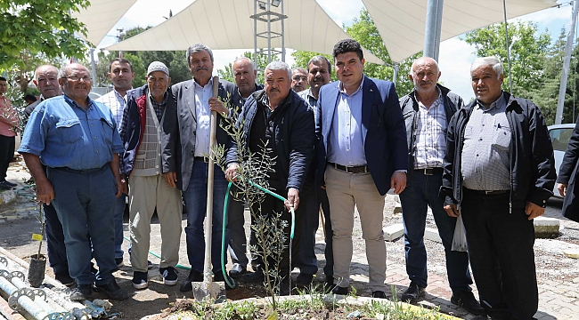 Başkan Kılıç, Buca’da zeytin fidanı dağıttı!