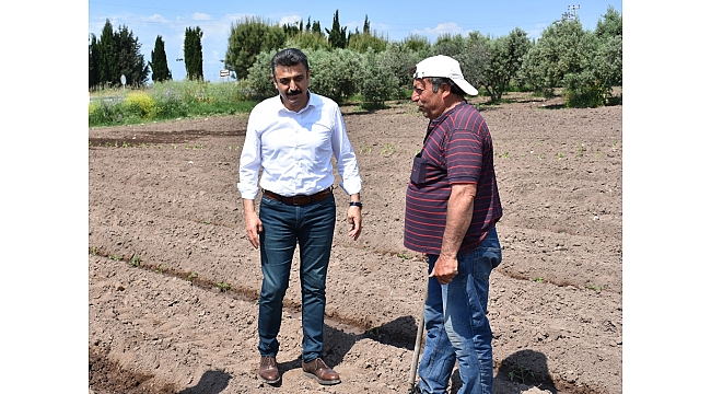 Başkan Kırgöz tarlada!