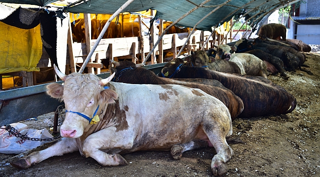 Bornova Belediyesi Kurban Bayramı için önlemler aldı!