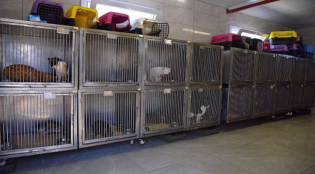 Bornova Belediyesi’nden sokak canlarına klinik