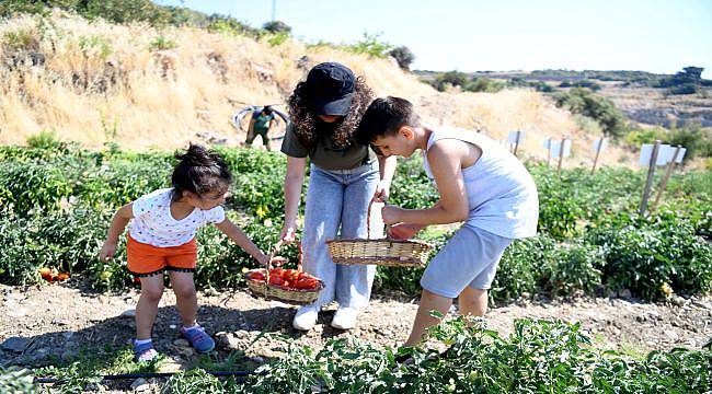 Bornova’da hasat zamanı