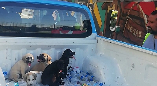 Buca Belediyesi dört yavru köpeği hayata döndürdü