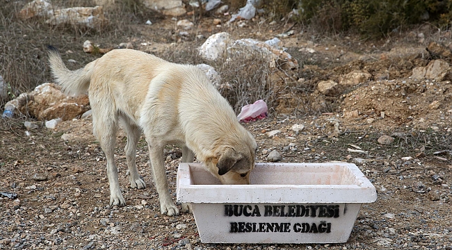 Buca Belediyesi’nden sokak hayvanlarına tıbbi destek