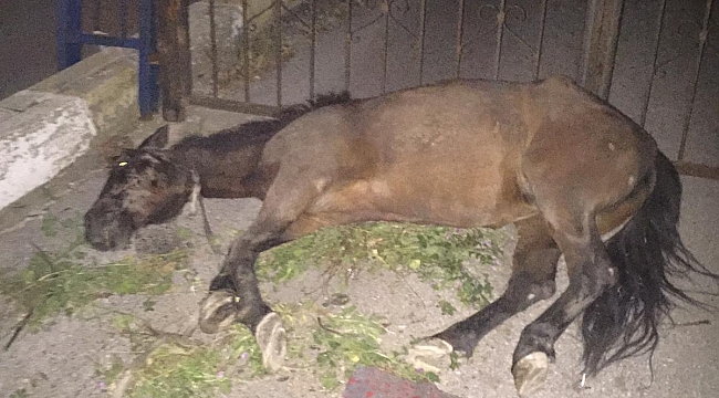 Buca’da zabıtadan trafik mağduru at için seferberlik