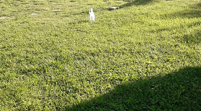 Buca’nın parkları bir kez daha Vandalizm kurbanı oldu! 