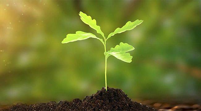 Coca-Cola Türkiye’den 50 bin Fidanlık Orman