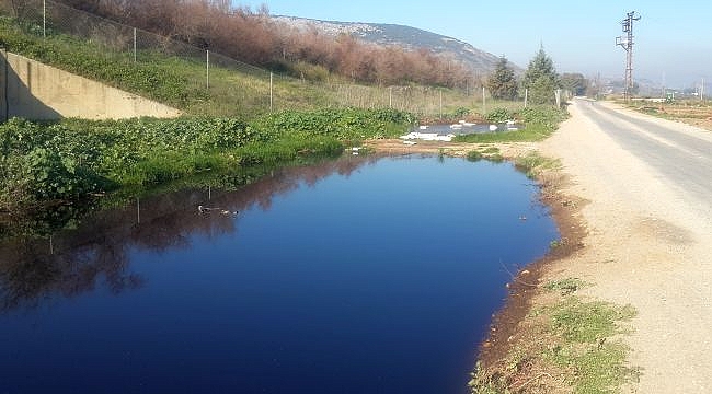 Doğal Çevrenin Baş Belası: Zeytin Karasuyu