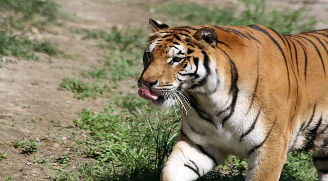 Doğal Yaşam Parkının Canları Antalya’ya Gidiyor