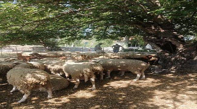 “Küçük üreticiye pazar imkanı sağlayacağız”