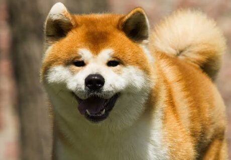 En Sadık Köpek Cinsi Akita İnu Hakkında Bilinmesi Gerekenler