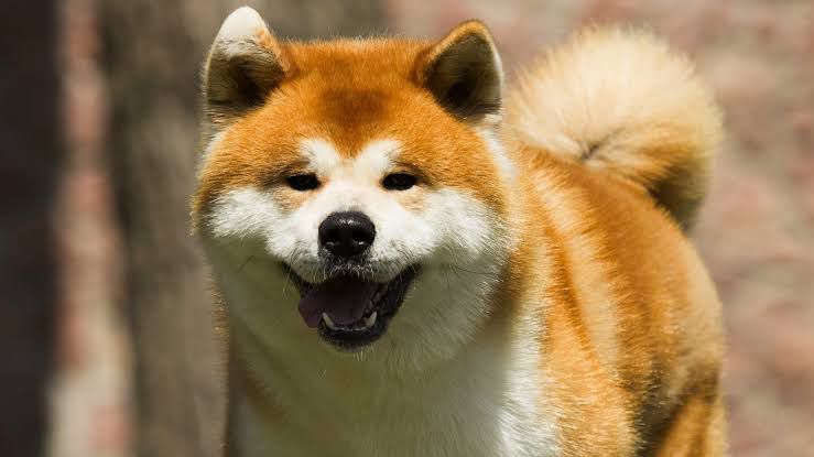 En Sadık Köpek Cinsi Akita İnu Hakkında Bilinmesi Gerekenler