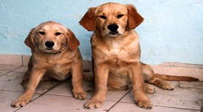 Hayvan sağlığında sınıfta kaldınız!