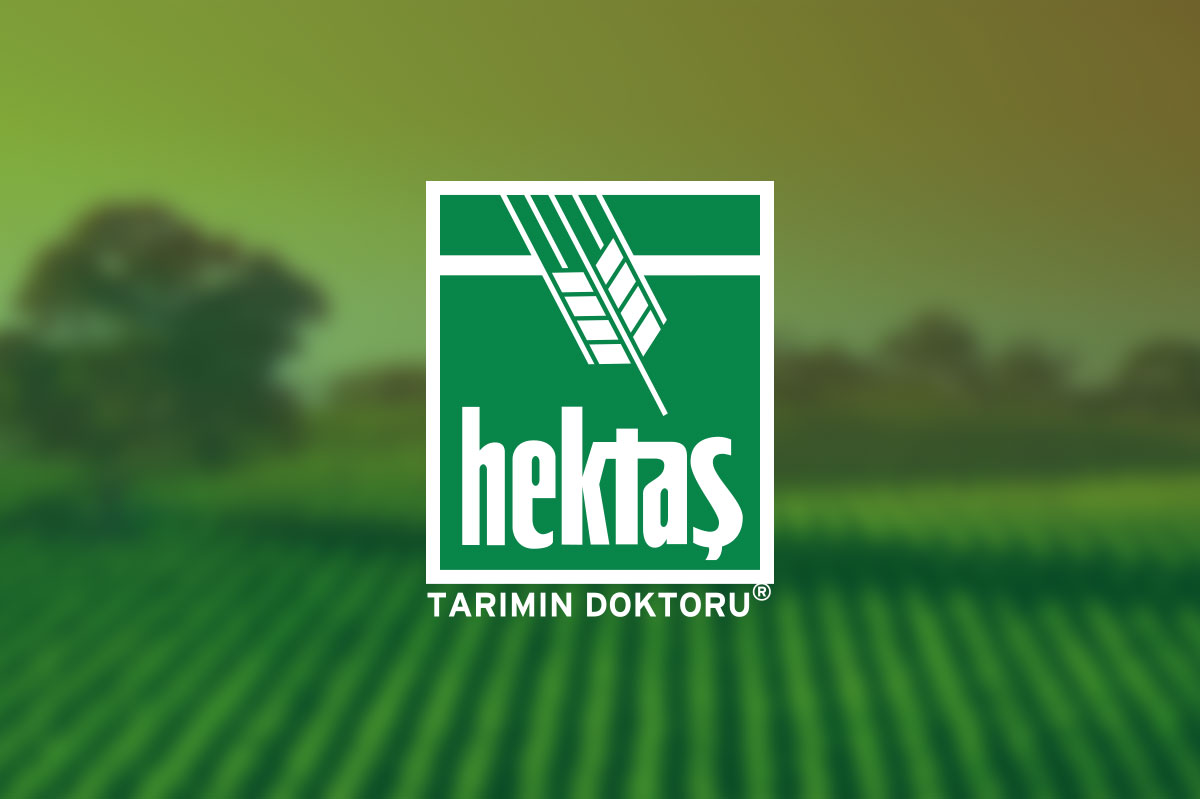 HEKTS Hisse Ne Durumda, Yorum ve Analizi Nasıl?