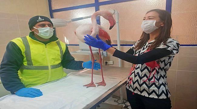 İBB Veteriner Hizmetleri Flamingo’yu Tedavi Altına Aldı
