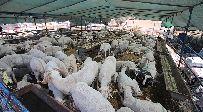 Karabağlar’da kurban satış ve kesim yerlerine denetleme