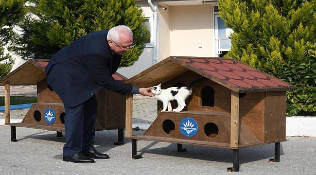 Karabağlar’dan kedi dostu proje: Kedi evleri