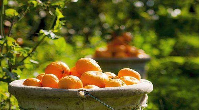 Karaburun’da Narenciye İşleme Tesisi İnşa Edilecek