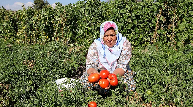 Karşıyaka’da Yamanlar Domatesi için çalışmalar başlatıldı!