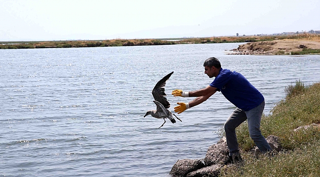 Karşıyaka’da belediye ve hayvanseverler yavru martılar için seferber oldular