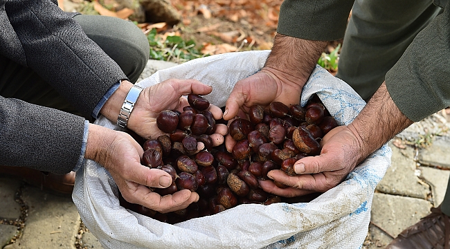 Kestanenin kurtuluş reçetesi