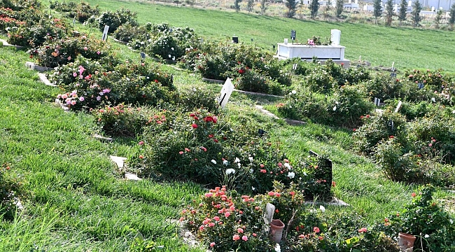 Kimsesiz mülteciler 412 numaralı adada toprağa veriliyor
