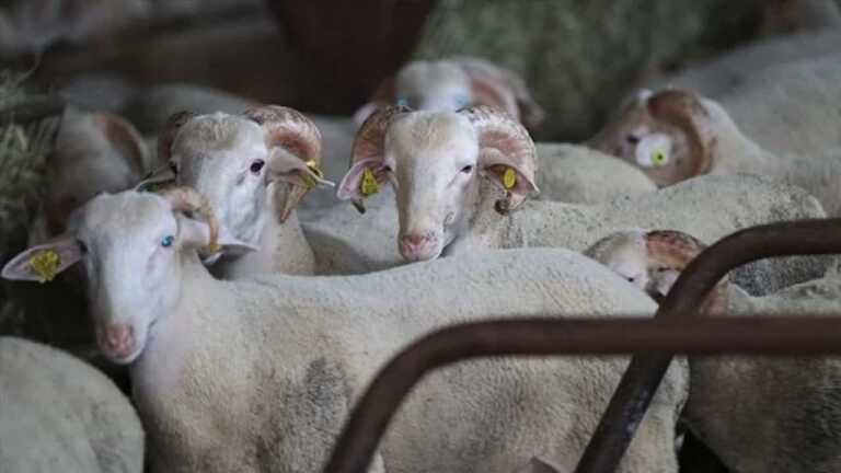 Kurbanlık Fiyatlarında Düşüş, Vatandaşlar Alımlarını Bugüne Bıraktı