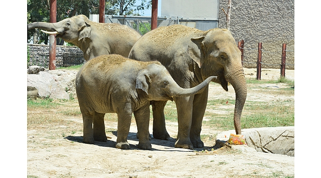 Minik öğrenciler ilk defa yakından fil gördü