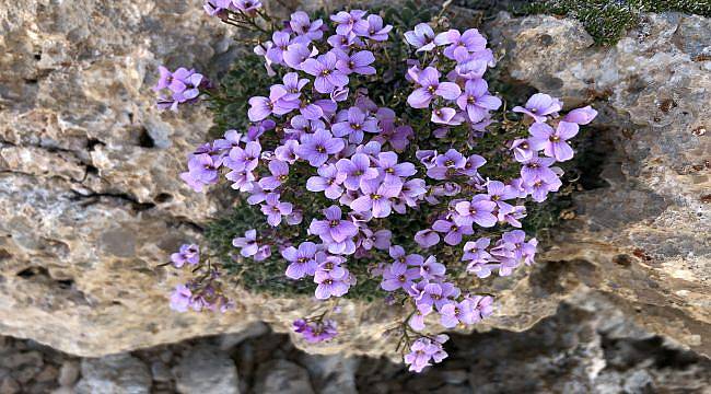 Nesli Tükenen Bir Bitki Bulundu!