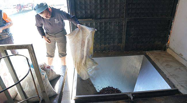 Seferihisar Belediyesi’nin zeytinyağı fabrikası sıkıma başladı