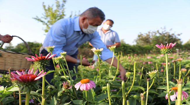 Seferihisar’da Ekinezyalar Hasat ediliyor