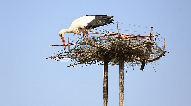 Selçuk’ta leylekler artık daha huzurlu