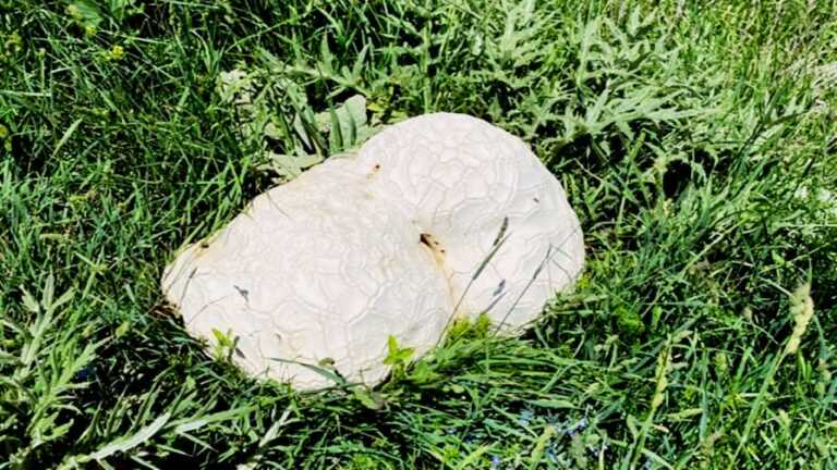 Sivas’ın Doğanşar İlçesinde Dev Mantar Bulundu
