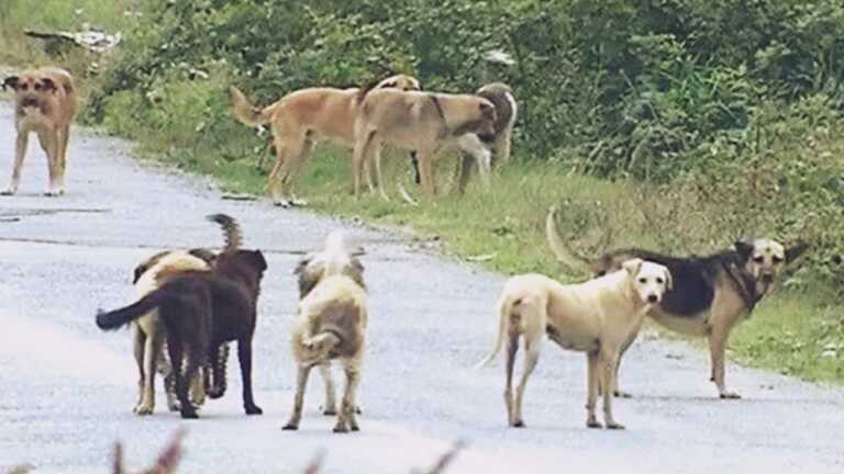 Siverek’te Kuduz Vakası: Hayvanlarda Karantina Uygulamaları Başladı