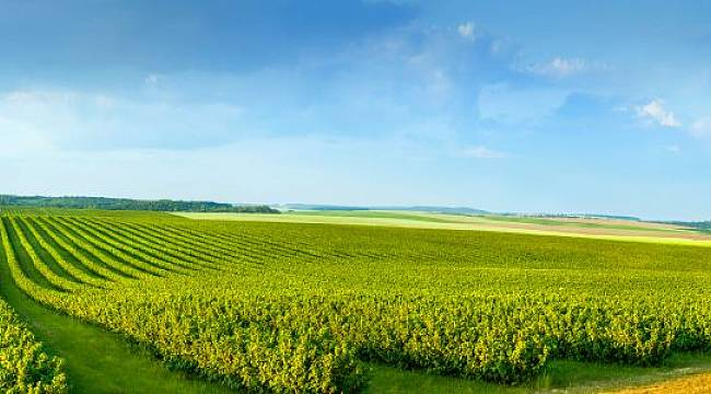 Tarım Sektörü Pandemide Avantajlı