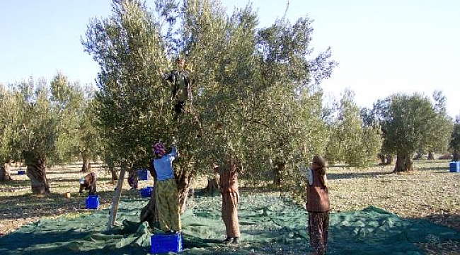 Tarımsal Üretim İçin Krediler Açıklandı