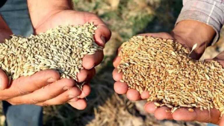 TMO Son Dakika Duyurdu: 2023 Buğday Ve Arpa Satış Fiyatları Belli Oldu