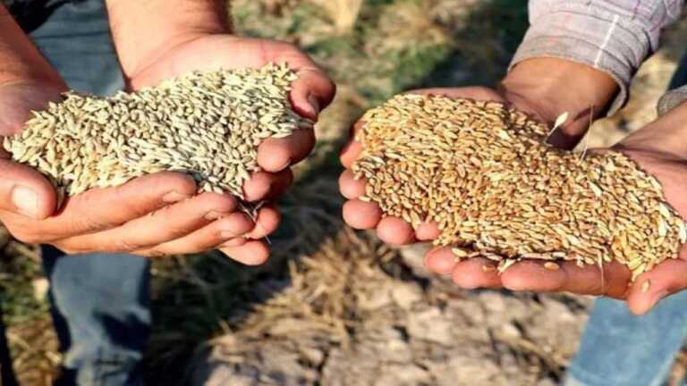 Toprak Mahsulleri Ofisi, 2023-2024 Buğday ve Arpa Satış Fiyatlarını Açıkladı