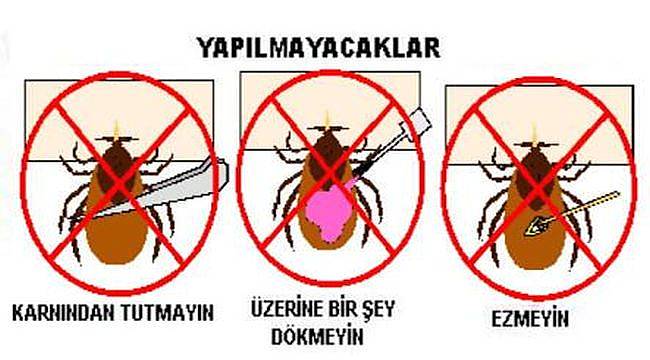 Uzmanlardan Kırsal Bölgelerde Kene Uyarısı!