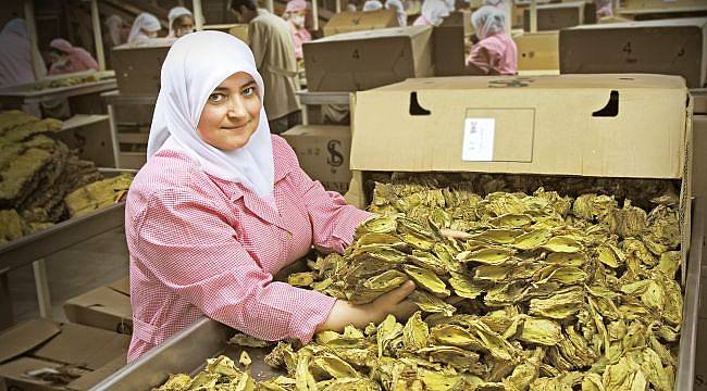 Virginia tütün üretimi Ege Bölgesi’nde de başlıyor