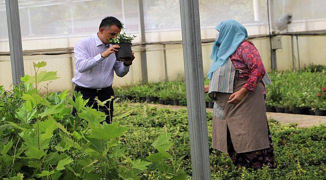 Yanan Ormanlara Tekrar Fidan Dikildi